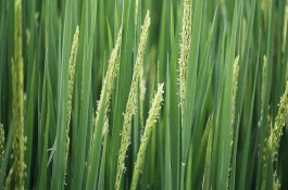 富田2100水稻栽培技術要點，每畝有效穗數(shù)19.7萬穗