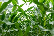 滇尚311玉米栽培技術(shù)要點，中抗小斑病