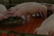 后備母豬一天要喂多少飼料，不同階段的飼料配比不同