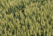 項麥182小麥栽培技術(shù)要點，每畝適宜基本苗18～22萬