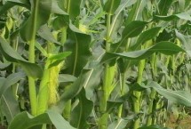 譽成18玉米栽培技術要點，確定最佳的播種期