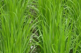 天優(yōu)洪6水稻栽培技術(shù)要點，該品種株型適中