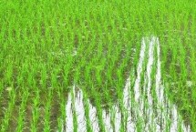 連粳6188水稻栽培技術(shù)要點，旱育秧每畝播量35~40公斤