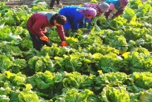 白菜如何貯藏，八成熟就要開始采收