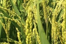 淮兩優(yōu)42水稻栽培技術(shù)要點(diǎn)，畝播種量12-15千克