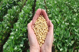 天益科豆19大豆栽培技術(shù)要點(diǎn)，全生育期105天左右