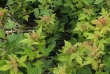 三角楓什么時(shí)候剪枝，應(yīng)選用當(dāng)年采收的種子播種