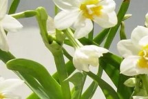 洋水仙的生長環(huán)境，上盆后要轉(zhuǎn)移至半蔭處