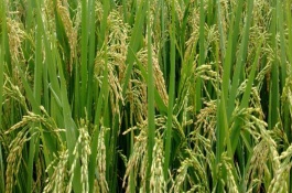 橋潤(rùn)粳9號(hào)水稻栽培技術(shù)要點(diǎn)，4月上旬播種