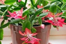 蟹爪蘭開花期間的養(yǎng)護(hù)，適應(yīng)能力特別強(qiáng)