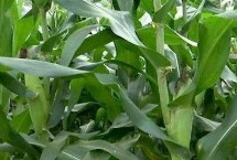 榮春玉99號玉米栽培技術要點，春播平均全生育期116.1天