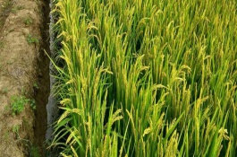 黃絲占水稻栽培技術(shù)要點，早造平均全生育期129天