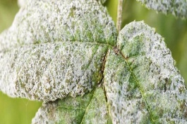 植物的葉片上有白色絨毛怎么辦，可能是發(fā)生了霜霉病、白粉病、介殼蟲等病蟲害