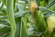 皖農(nóng)科青貯6號玉米栽培技術(shù)要點，中抗彎孢葉斑病
