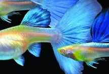 孔雀魚又叫什么魚，不可連續(xù)3代近親繁殖