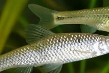 麥穗魚(yú)是什么魚(yú)種，通常只能存活3-4年