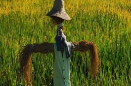野雞是不是保護(hù)動(dòng)物，懸掛彩帶可以讓野雞不敢輕易靠近