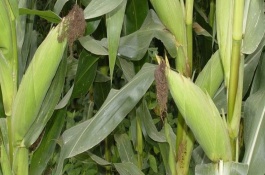 華科3A2000玉米栽培技術(shù)要點(diǎn)，中抗莖腐病