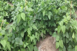 長江春2號大豆栽培技術(shù)要點，春播平均全生育期107.3天