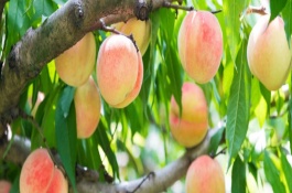 水蜜桃怎么保存，開(kāi)花后需要3-4個(gè)月才能結(jié)果成熟