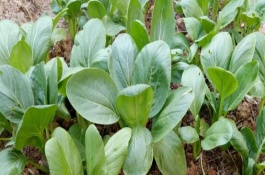 冬季青菜的養(yǎng)殖注意事項，平均產(chǎn)量約為2500公斤/畝