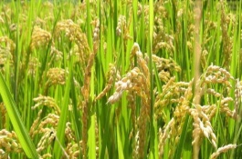 豐田優(yōu)663水稻栽培技術(shù)要點(diǎn)，弱感光秈型三系雜交水稻品種