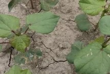 棉花僵苗有哪些癥狀，移栽時(shí)溫差過(guò)大或施肥不當(dāng)都會(huì)導(dǎo)致