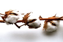 皖棉1331S棉花栽培技術(shù)要點(diǎn)，高抗枯萎病