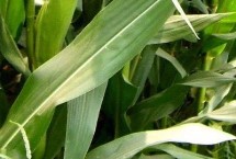 脆甜168玉米栽培技術(shù)要點(diǎn)，高抗瘤黑粉病