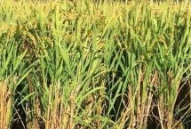 再生稻留茬高度多少適合，是指種一茬收獲兩次的水稻
