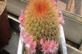 仙人球開花后怎么辦，就可以開花