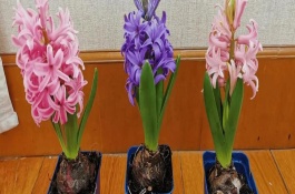 風信子尚未長高便開花如何處理，花謝后就要養(yǎng)好球莖