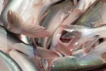巴沙魚刺多嗎，屬于刺比較少的魚類品種