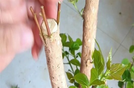 怎么扦插三角梅，以長勢強的紫花三角梅為宜