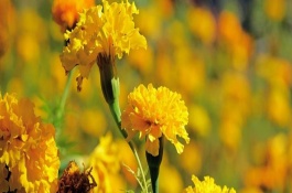 萬(wàn)壽菊的生長(zhǎng)習(xí)性，株高在150厘米左右