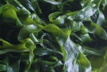 裙帶菜和紫菜的區(qū)別，主要分布在舟山群島與嵊泗島