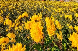 花卉怎么換盆，可以種菊花、桂花、蝴蝶蘭等