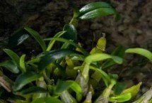 霍山石斛的生長習(xí)性，因規(guī)格、品牌等不同而不同
