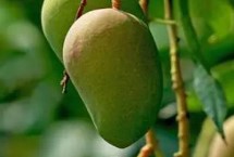 芒果的產(chǎn)地，原產(chǎn)于印度