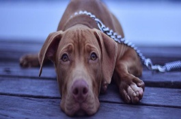 犬瘟的治療方式，及時(shí)治療是可以救的