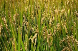九稻69水稻栽培技術(shù)要點(diǎn)，穗瘟表現(xiàn)中抗