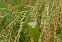 功兩優(yōu)2號水稻栽培技術要點，每畝有效穗數(shù)16.8萬穗
