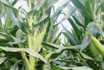 涼玉3號玉米栽培技術要點，綜合防治病蟲害