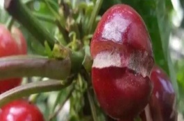 櫻桃裂果的原因及防治方法，可能是水分過多或溫差過大等