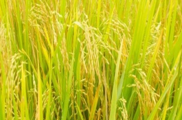 會粳8號水稻品種產(chǎn)量表現(xiàn)，全生育期175天左右