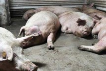 養(yǎng)豬場滅蚊子最有效的方法，可加深排水溝、加高豬舍門檻