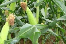 斯達(dá)糯36玉米栽培技術(shù)要點(diǎn)，密度3500株/畝左右