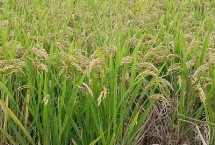 荃廣優(yōu)851水稻栽培技術(shù)要點，全生育期149.3天