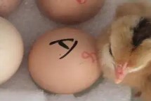 自己在家里怎么孵雞蛋，首先挑選高產(chǎn)優(yōu)質(zhì)且沒有病的種雞蛋