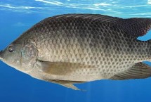 羅非魚能不能釣，別稱福壽魚、吳郭魚